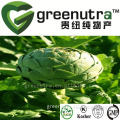 GMP Supplier top quality artichoke extract